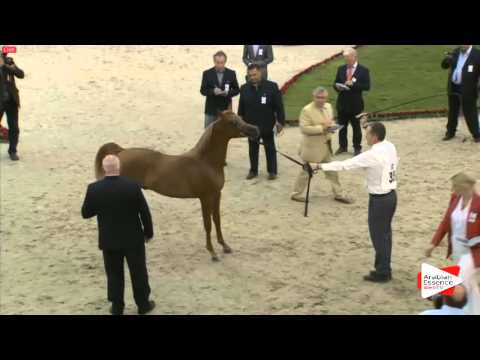 N.35 NOMAS AL KHALEDIAH II - Sharjah 2016 - Yearling Colts (Class 2A)