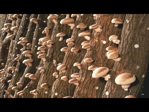 How Japanese People Grow and Harvest Millions of Shiitake Mushrooms in Mountain Forests