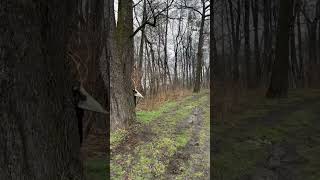 Watch the full video up NOW!😳😳 #wendigo