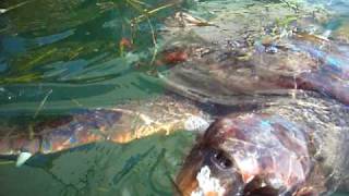 preview picture of video 'Loggerhead Sea Turtle in Argostoli, Kefalonia'