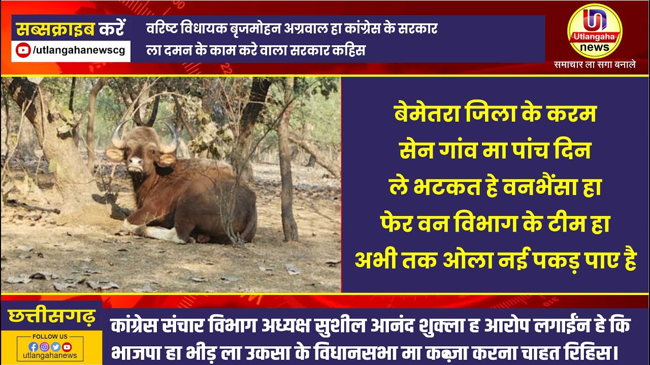 बेमेतरा जिला के करम सेन गांव मा पांच दिन ले भटकत हे वनभैंसा हा--- फेर वन विभाग के टीम हा अभी तक ओला नई पकड़ पाए है