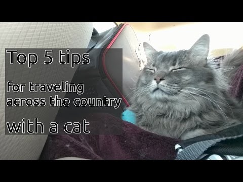 5 Tips for traveling 3.5 days by car with a cat!