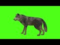 Fox Green Screen Videos Green Screen Video Foxs Fox Standing Green Screen Fox Fox
