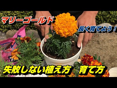 なぜマリーゴールドを菜園に植えるのですか？いつ、どのように行うのですか?  庭園