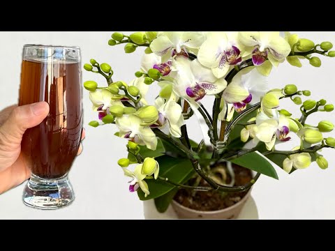 Pour one glass! All the orchids that weren't flowering suddenly bloomed year-round.