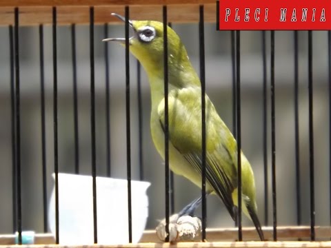 Gadis kecil pertama kalinya mengisap kontol Meningkatkan cara anggota rakyat