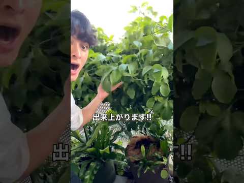 芳香のあるハーブを植える