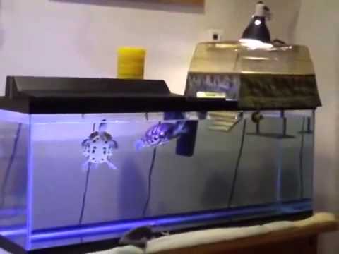 Turtle Topper Above-Tank Basking Platform