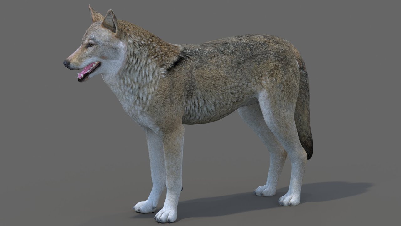 Czerwony Wilk Model 3D