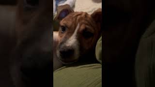 Video preview image #1 Australian Shepherd-Chihuahua Mix Puppy For Sale in Mechanicsburg, PA, USA