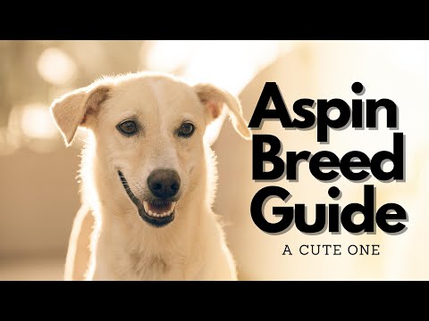 Aspin Breed Guide