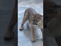 Funny Fat tabby cat fighting off a mountain lion or cougar #shorts #funny #cat