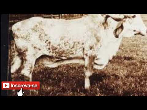 Toada vaca jurite do Sergipe cantada por Antonio sobrinho e zominho aboiador