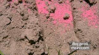 Loxiran - mravčí bufet náhradná náplň  2x flaštička