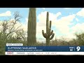 New saguaro cacti are growing in lower numbers