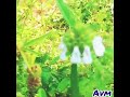 Kattukuyil Pattu Solla By ILAYARAJA MUSIC MANO SWARNALATHA MELODY VOICE ️ ️with White Beauty