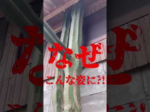 園芸 サボテンキャンドル