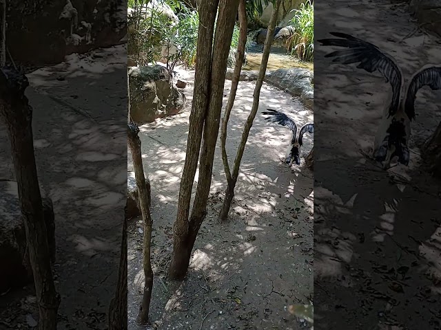 Vídeo relacionado con Vulture Family Sunglasses Graphic Cool Bird Lover Vultures Sudadera