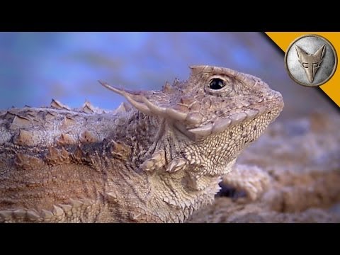 Regal Horned Lizard - How Coyote Got His Name!