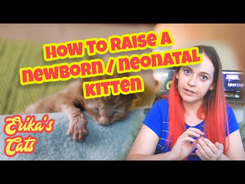 How to raise a newborn neonatal kitten - Erika's Cats