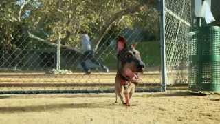 Audi: Doberhuahua