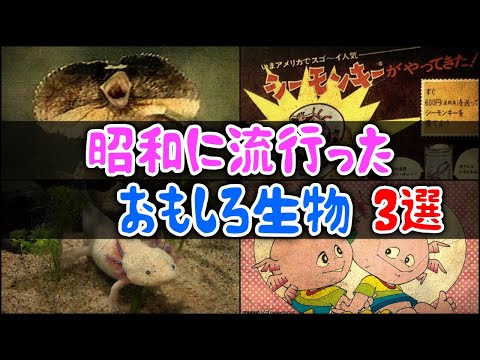 クラミドサウルス・キンギイ