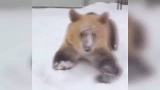 Приколы 2018 Свежие и Ржачные приколы Смешные Лучшие новые видеоприколы 2018