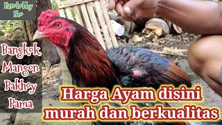 Download lagu Review of the Types and Prices of Mangon Pakhoy and Pama Bangkok Chickens mp3