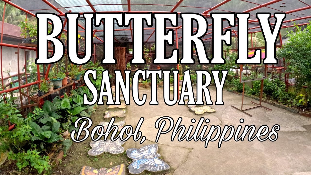 Experience a virtual tour of Bohol Habitat Conservation Center.
