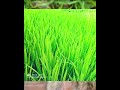 Agriculture ️ ️ ️