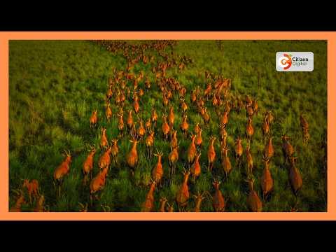 South Sudan beyond war: Inside the world’s largest land mammal migration