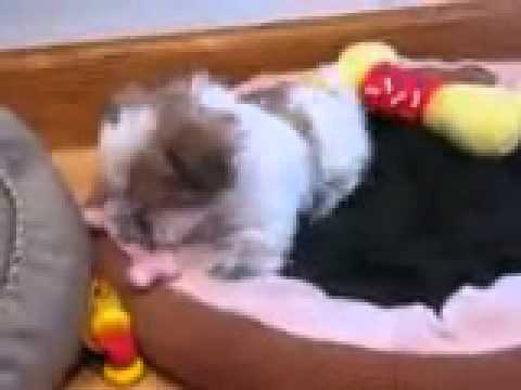 Cozette with chew bone