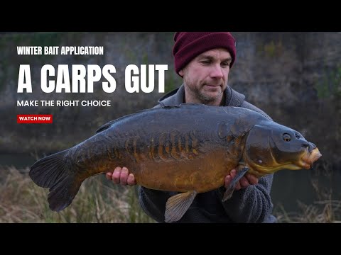 A CARPS GUT - COLD WATER BAIT TACTICS  - Mark Bryant