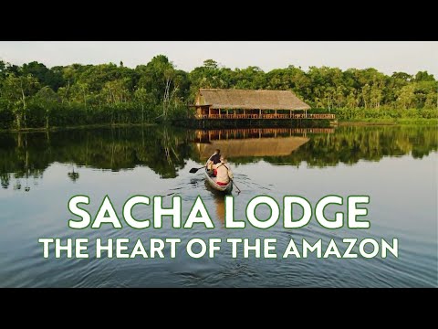 🐒 Explore the Ecuadorian Amazon Jungle ~ Sacha Lodge ~ Ecuador Wildlife & Nature Rainforest Tours 🇪🇨