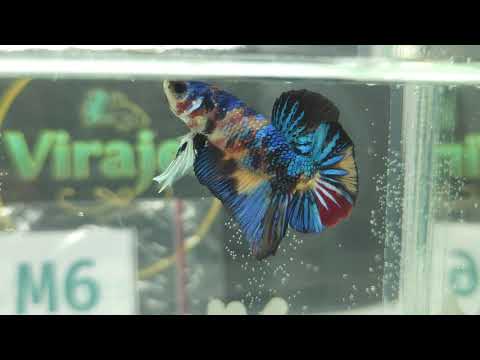 Multicolor Metallic Yellow Base Male Betta Fish M6