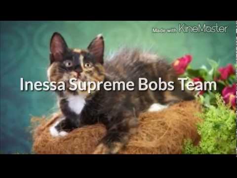 Inessa Supreme Bobs Team