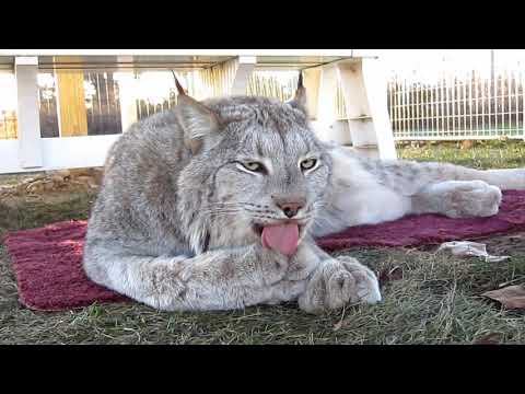 Max Canada Lynx - I Clean My Paws!