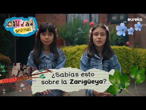 La zarigüeya es el animal favorito de Shafia y Hasa