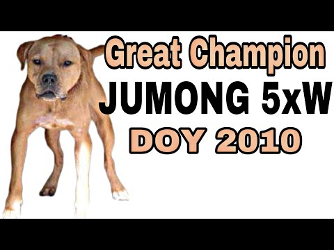 RTK'S Great Champion JUMONG 5xW - History of fighting dogs #pitbull #dogfight #dogfighter