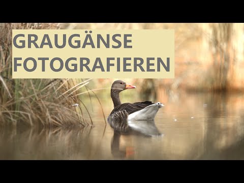 GRAUGÄNSE FOTOGRAFIEREN