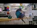 Parakeets Mating Budgies Mating