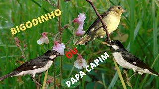 FMEA  BIGODINHO MACHEANDO PARA ENCANTAR O MACHO -  ELE RESPONDE -  OS ENCANTOS DA NATUREZA