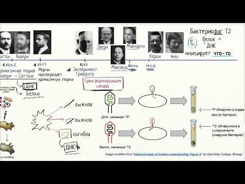 Доклад: Эксперимент Херши—Чейз