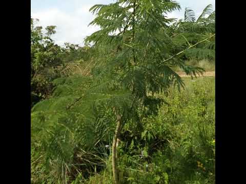 EMIDDO 7 EGYOMUZIZO ERI KABAKA BULAMU.ZIKUSANZE BWOBA NGOGYIRYA.