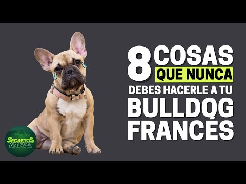 8 Things You Should Never Do to Your French Bulldog