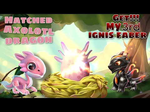 Hatched Axolotl Dragon + Got My 3rd Tyrant Ignis Faber Dragon dml | Dragon Mania Legends