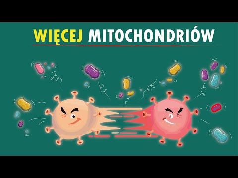 How to "rejuvenate" and build new mitochondria? The synergy of fasting and training.