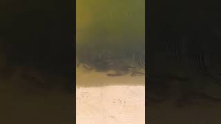 Download lagu ye dekho🥺🥺🥺 #shorts #fish #fishing #trending #reels #instagram #viralshorts #viral mp3