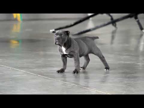 Cane Corso Puppy For Sale Lavina Smucker