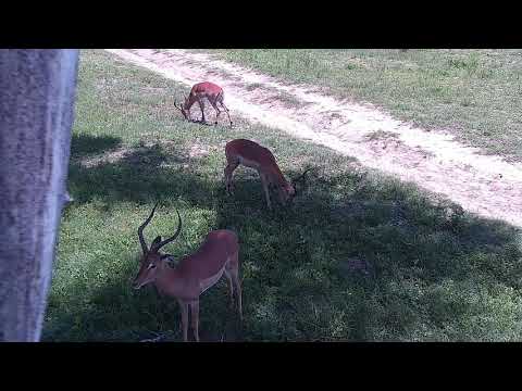 Djuma: Impalas grazing near cam tree - 10:05 - 12/11/21